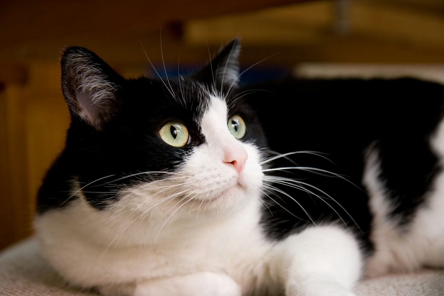 Black White Catas